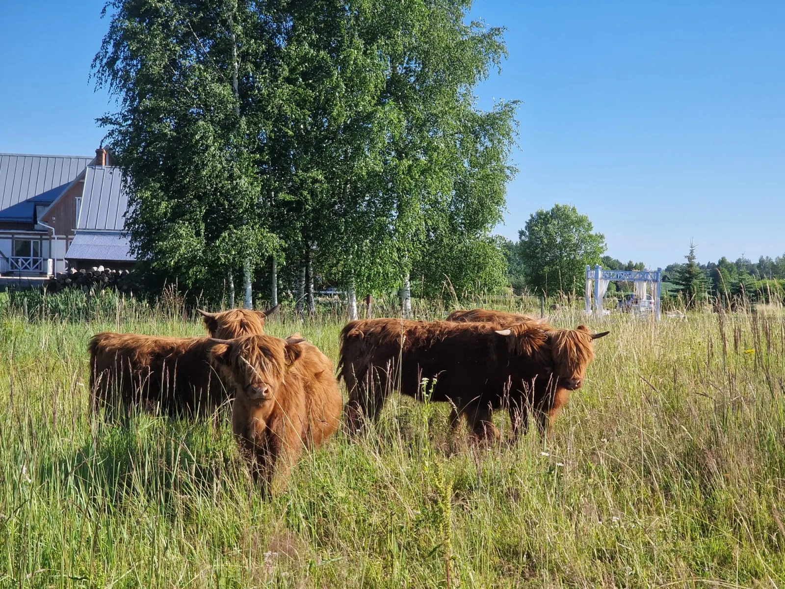 Karvutės ganosi pievoje, už jų – sodybos namai