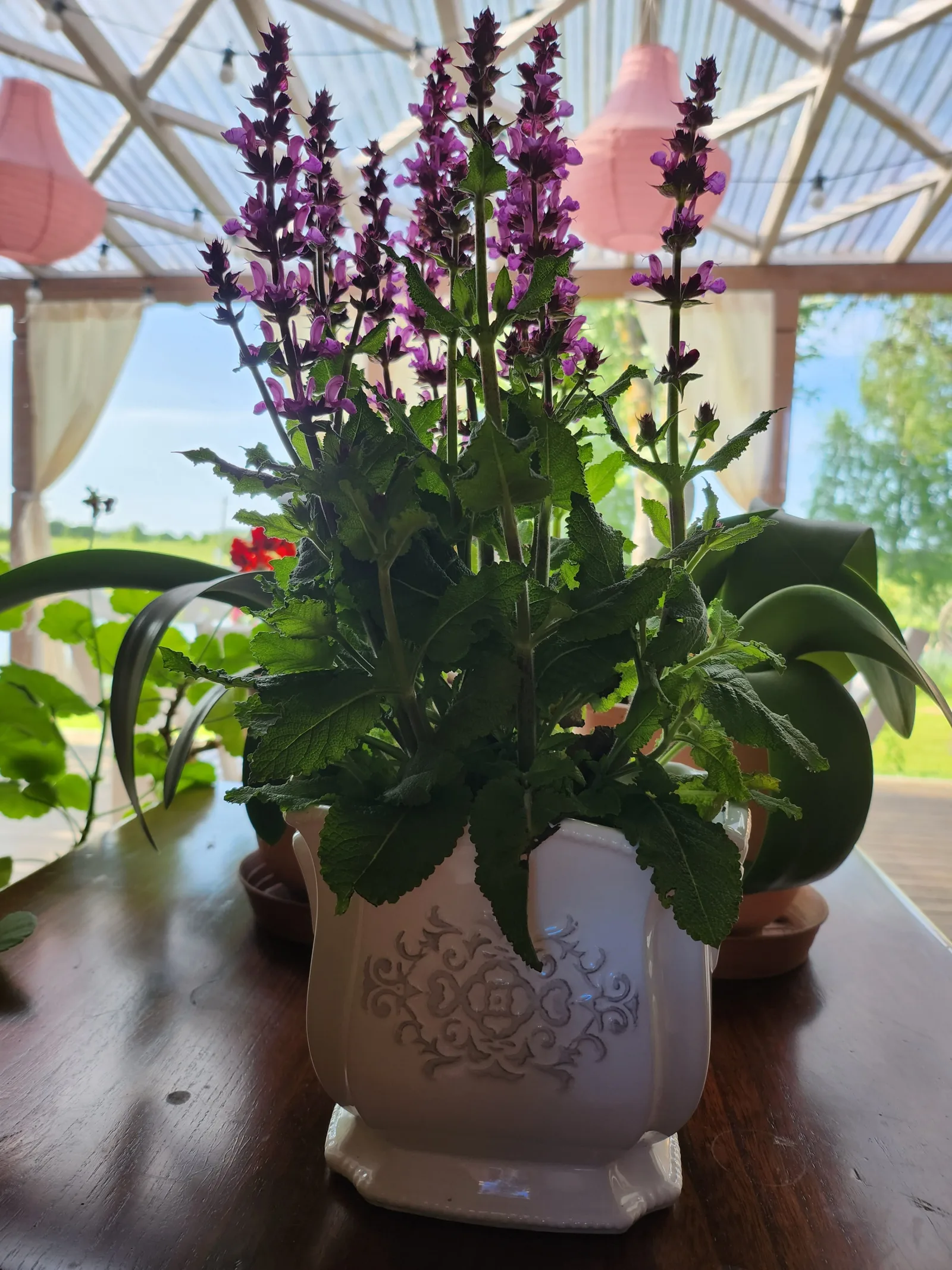 Violetinės gėlės vazone terasoje